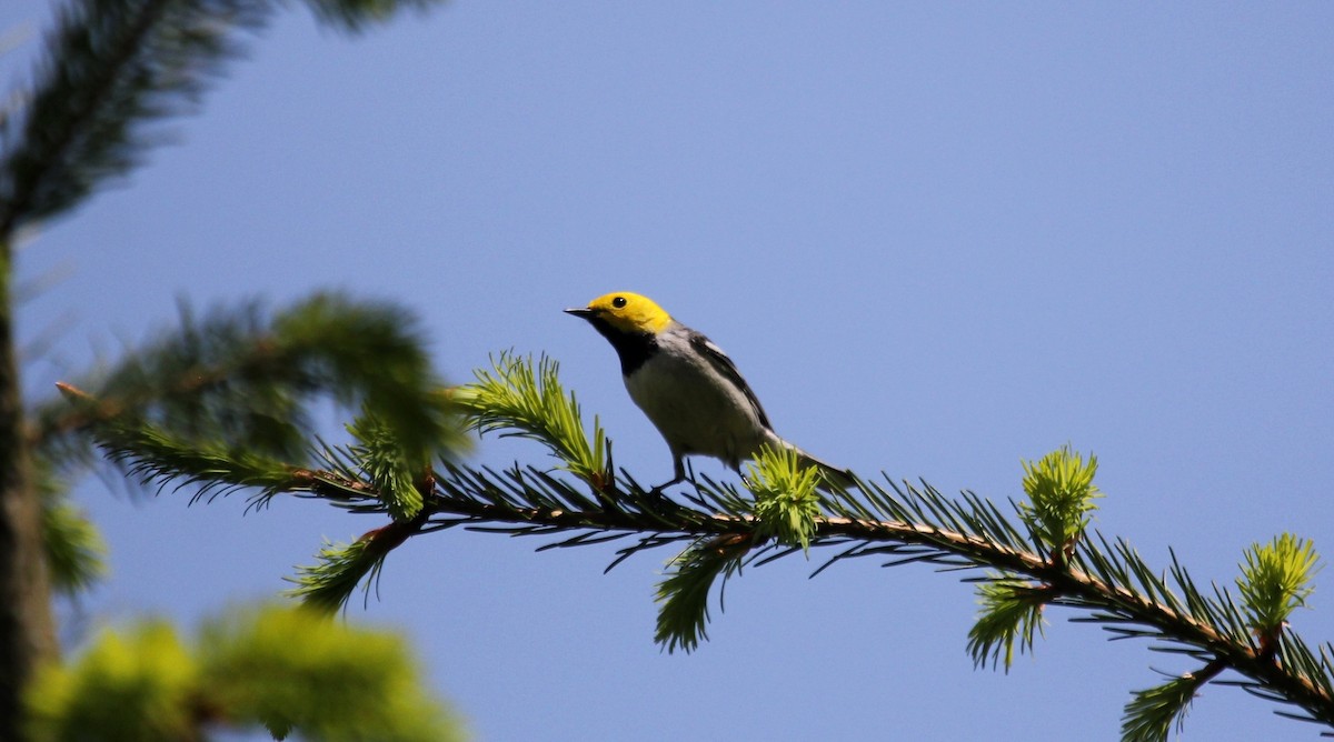 Hermit Warbler - ML161770981