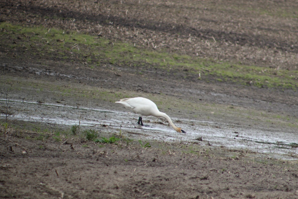 Trumpeter Swan - ML161770991