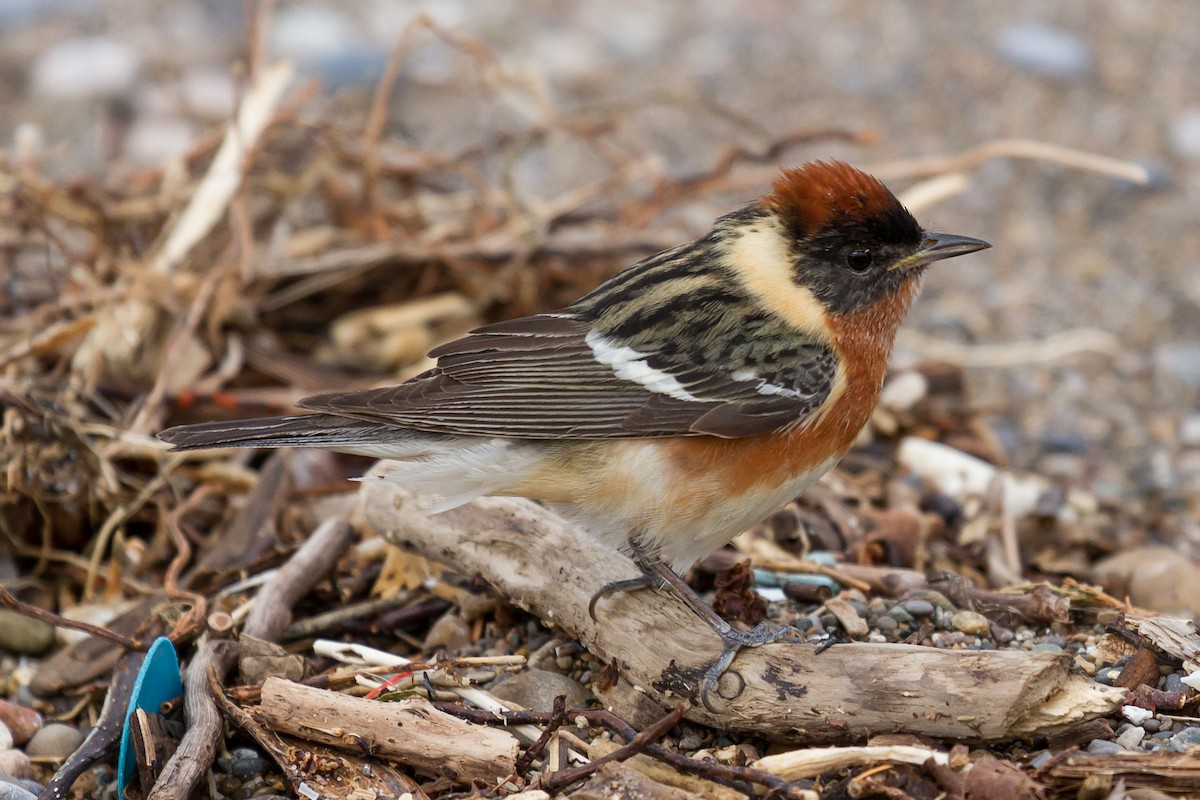 Bay-breasted Warbler - Peter Kennerley