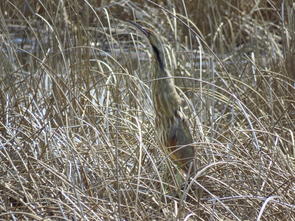 American Bittern - Ken Orich