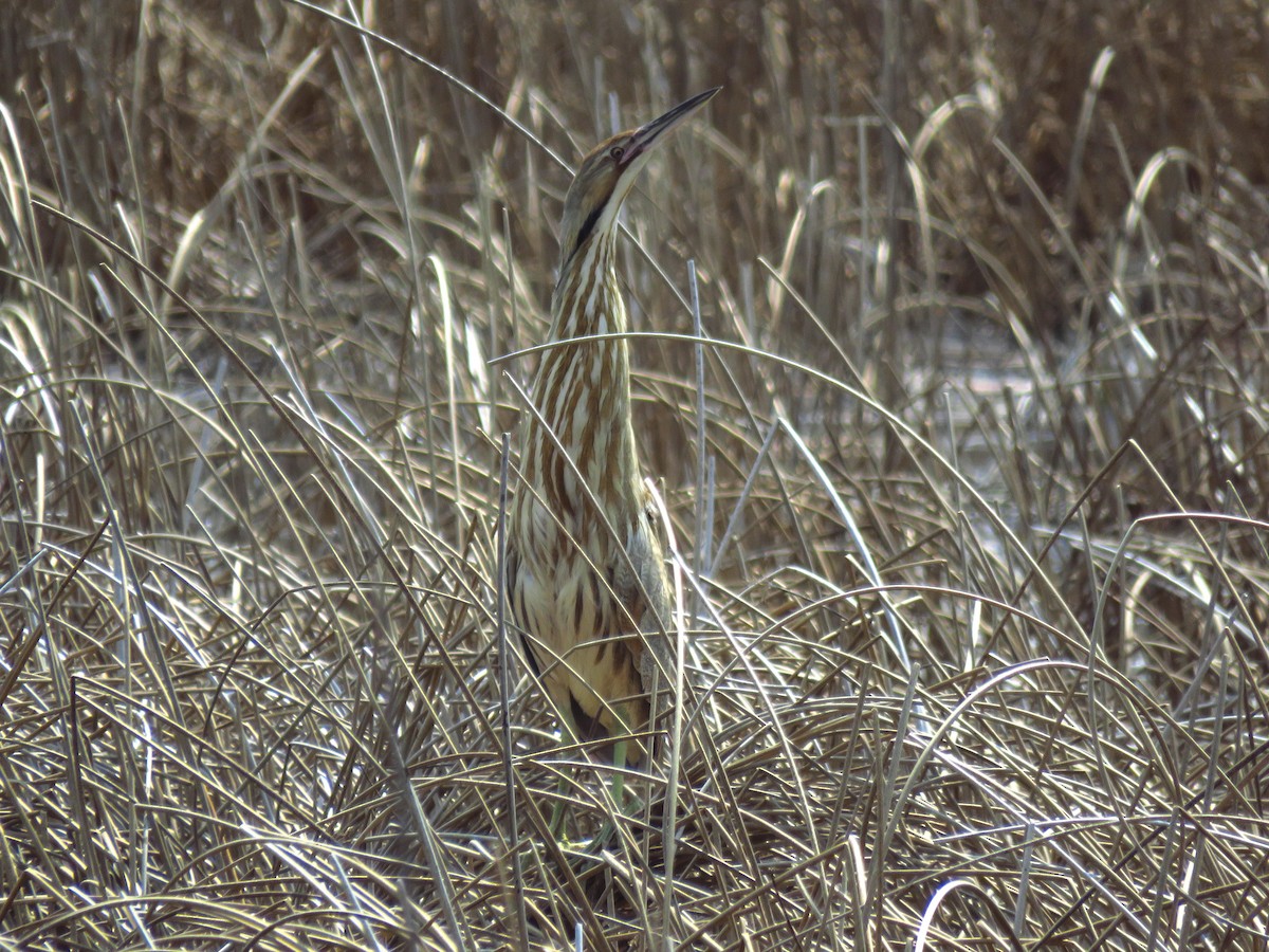 American Bittern - Ken Orich