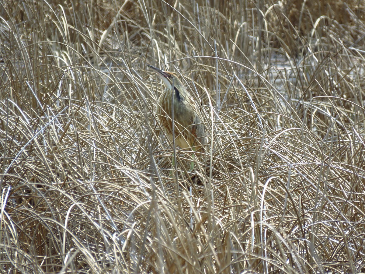 American Bittern - Ken Orich