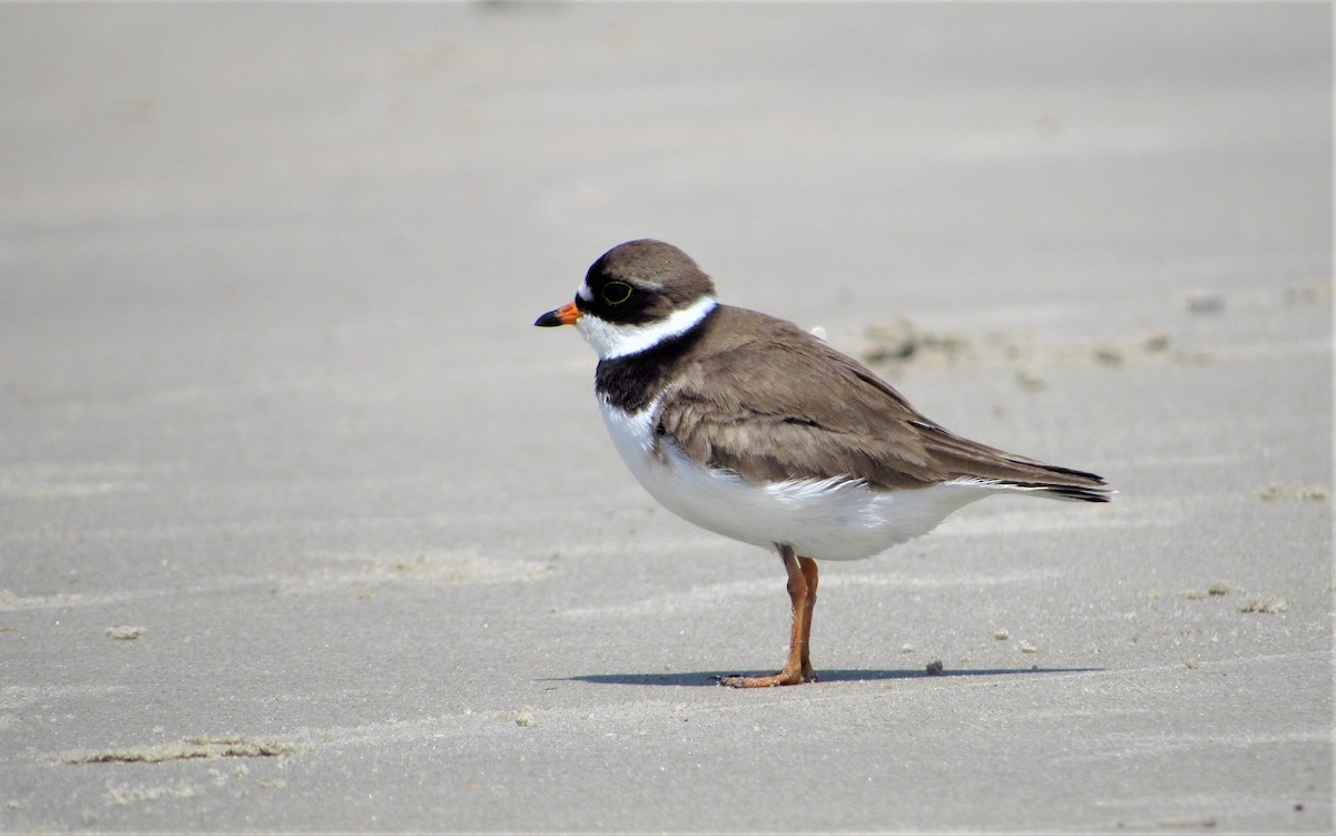 Semipalmated Plover - Jonathan Lugo