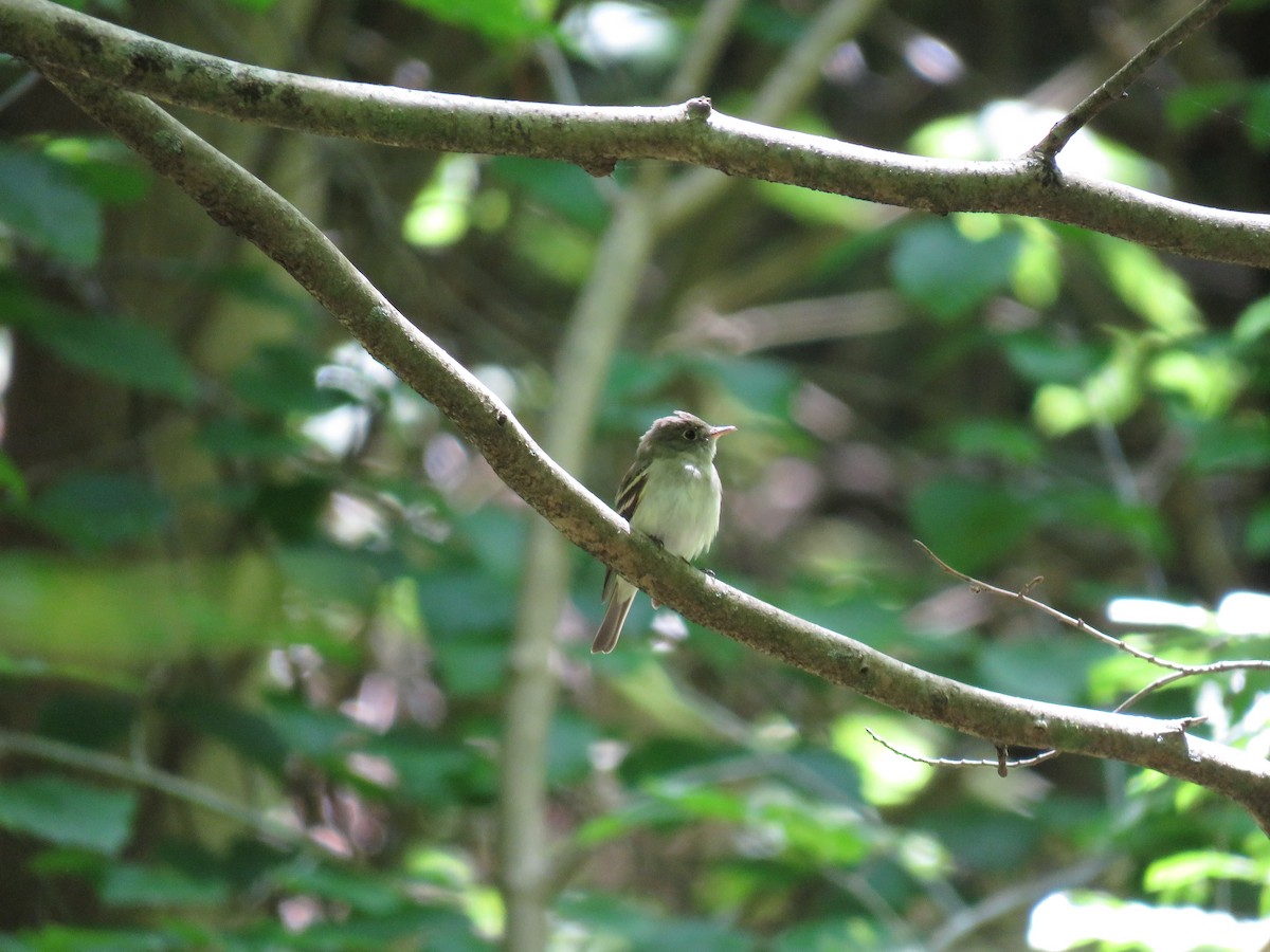 Acadian Flycatcher - ML161776341