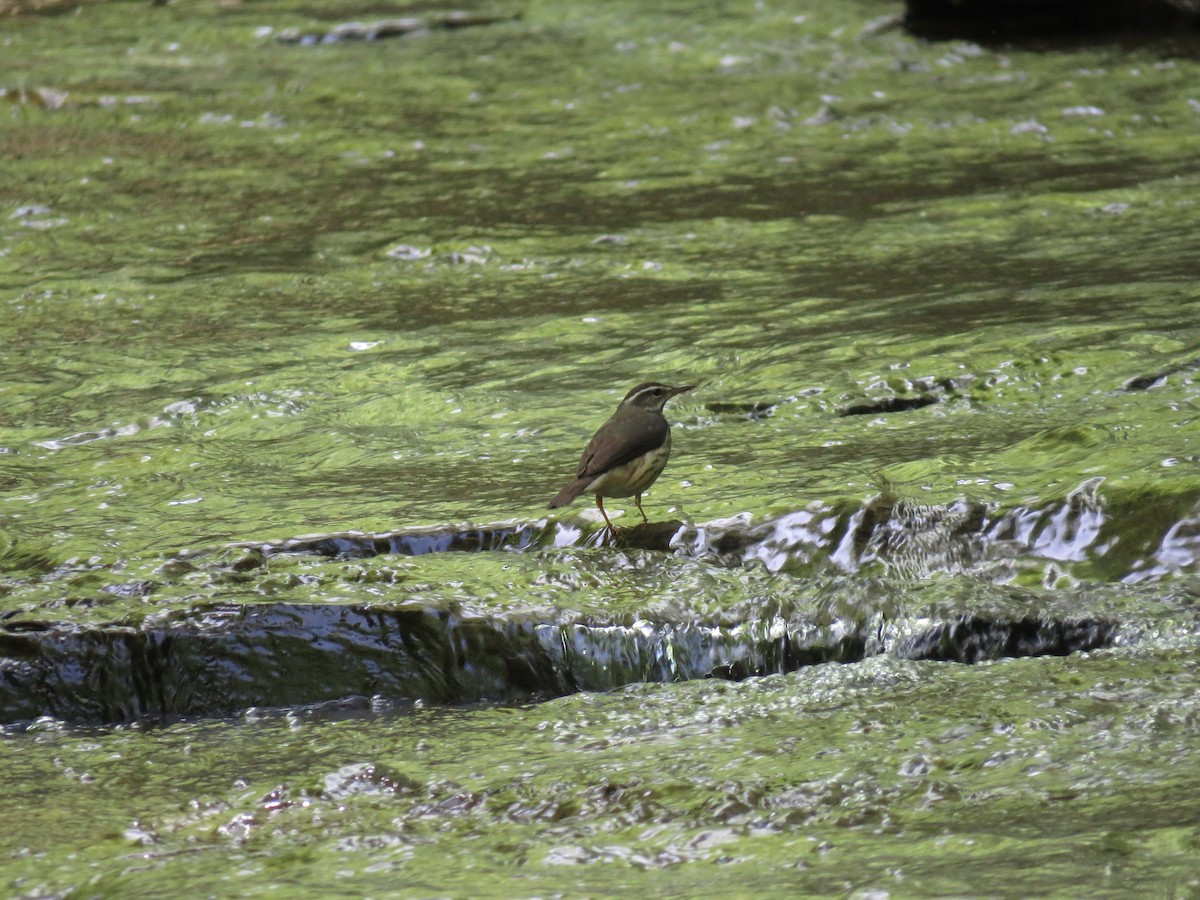 Louisiana Waterthrush - ML161776451