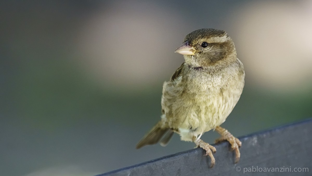 Spanish Sparrow - ML161777361