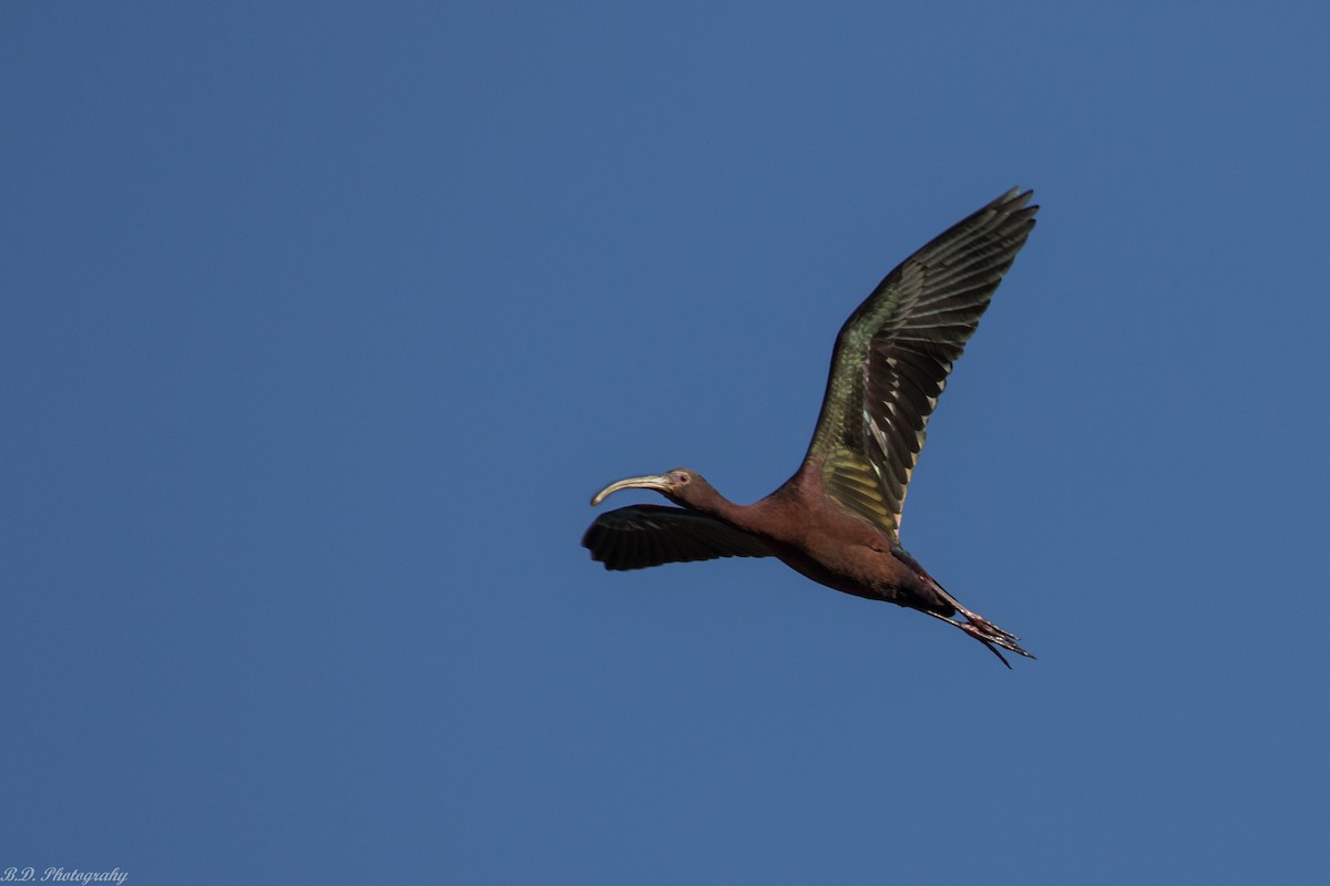 White-faced Ibis - Blair Dudeck