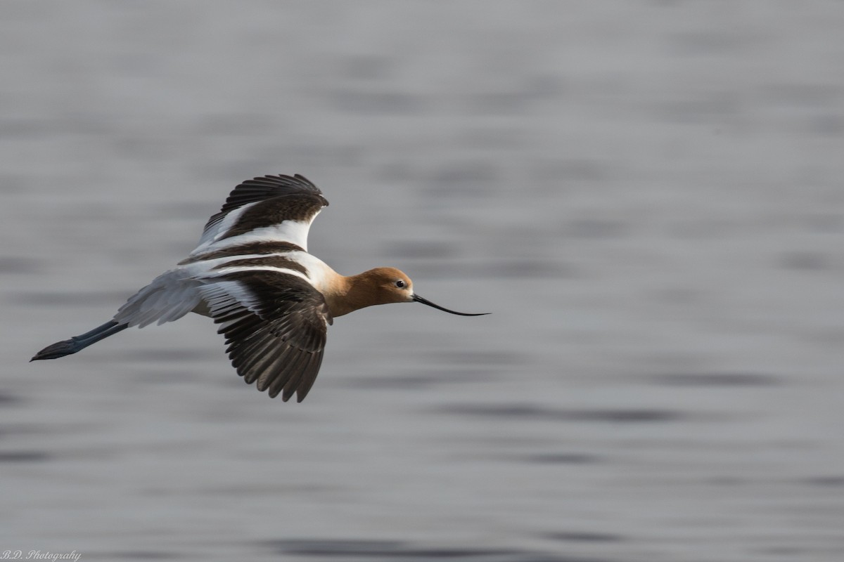 American Avocet - Blair Dudeck