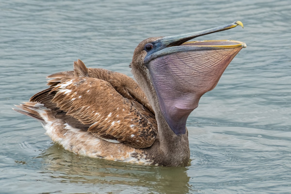 pelikán hnědý - ML161778311