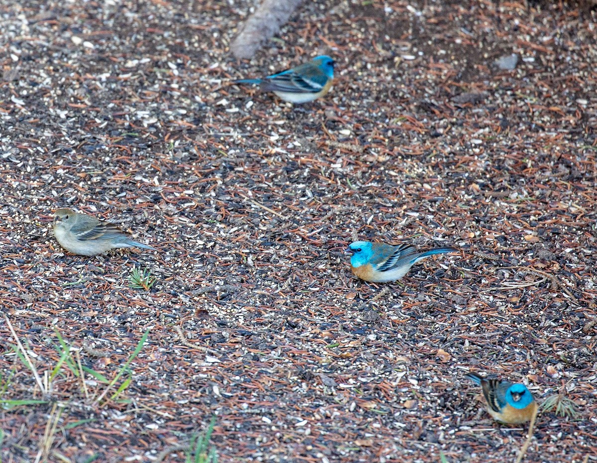 Lazuli Bunting - ML161778831