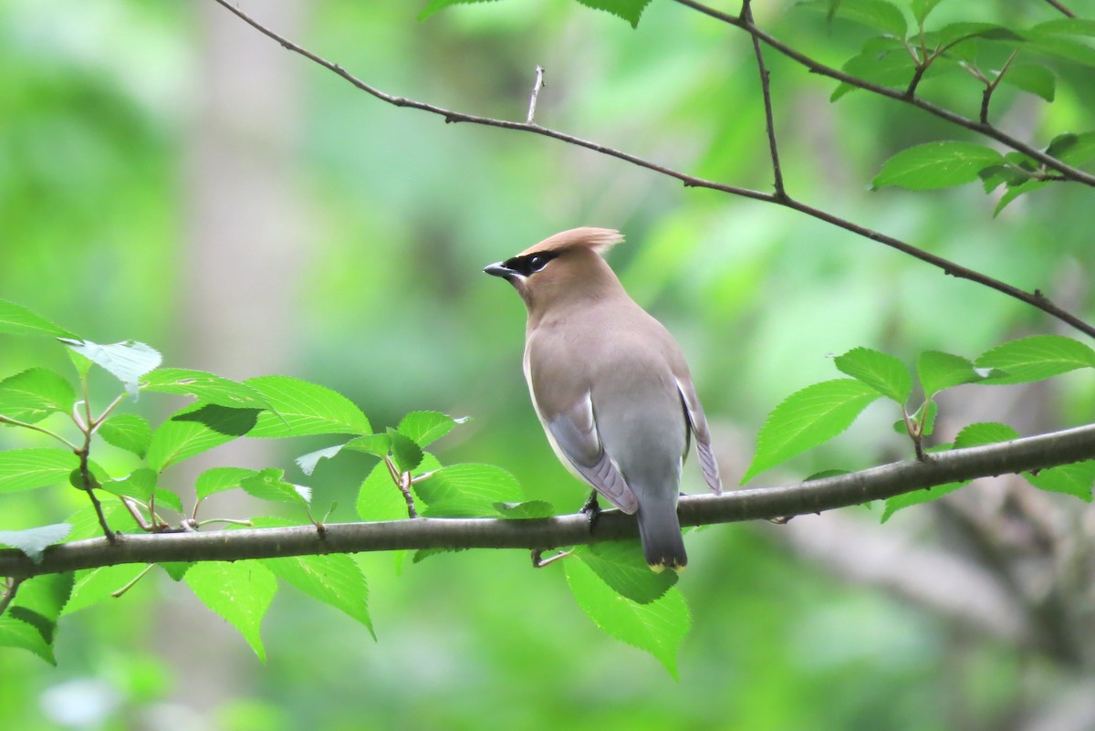 Cedar Waxwing - ML161779471