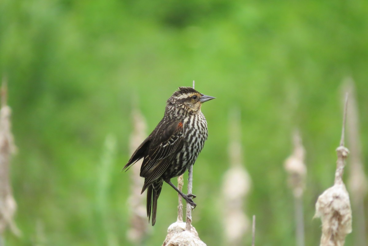 Red-winged Blackbird - ML161779801