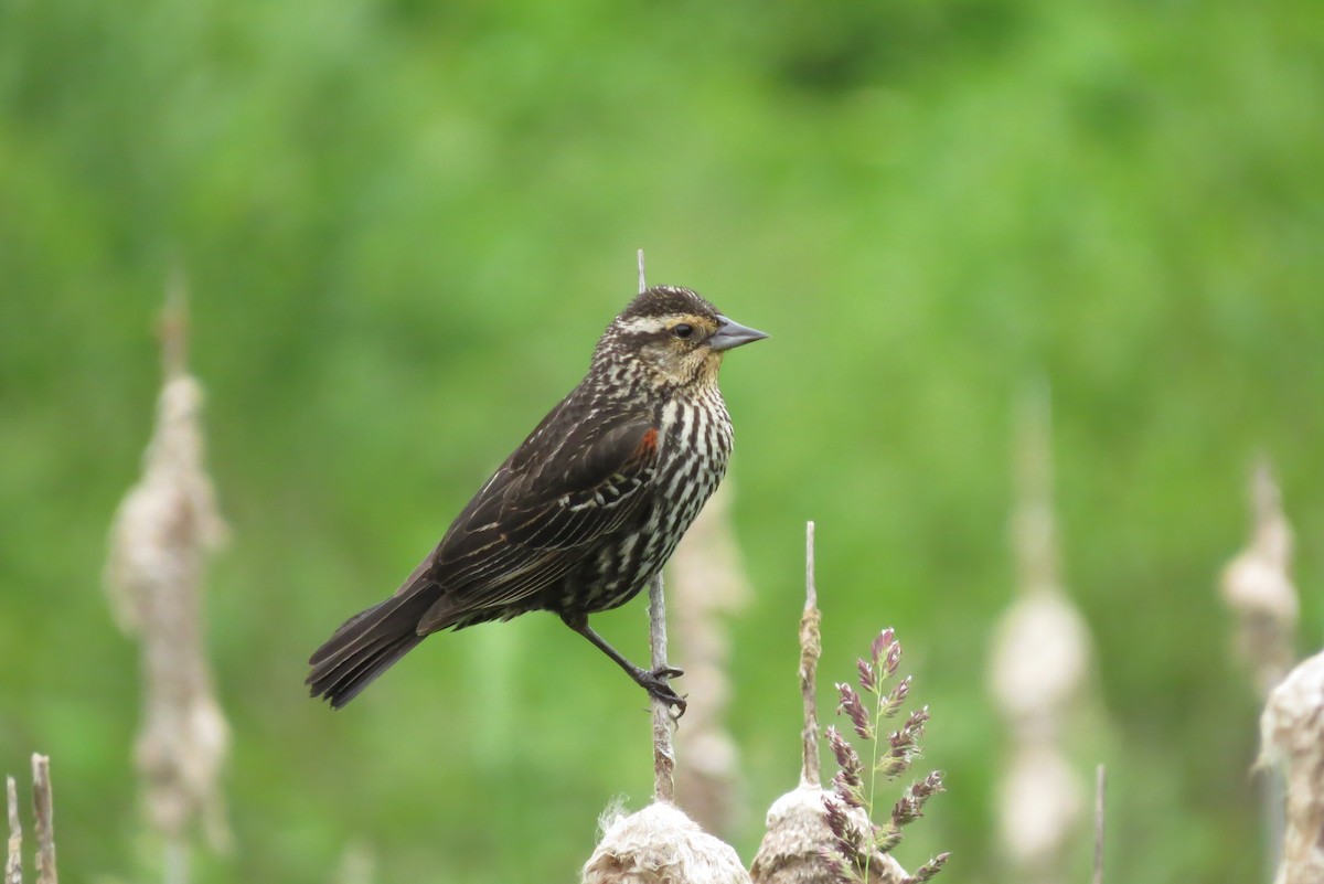 Red-winged Blackbird - ML161779811