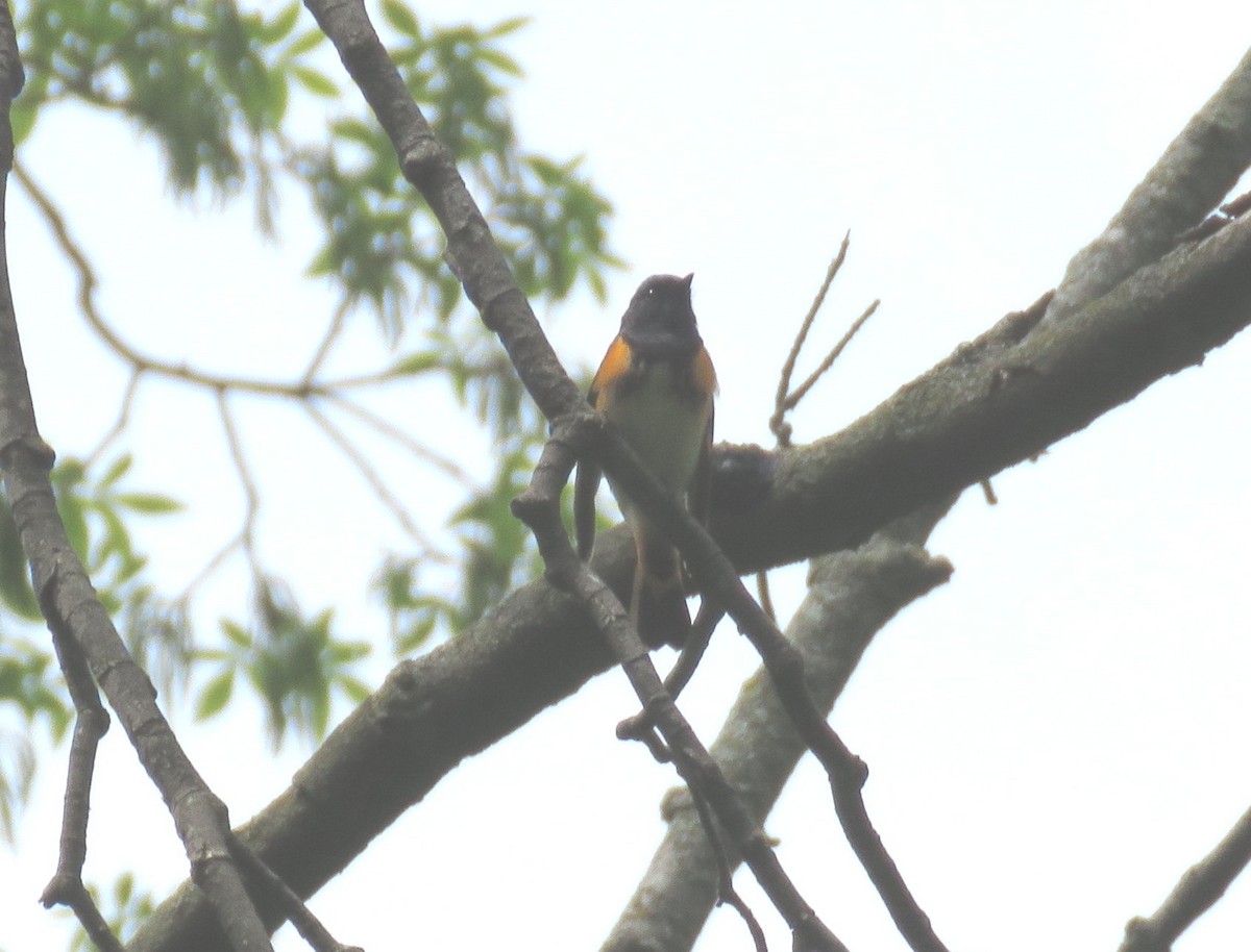 American Redstart - ML161780941