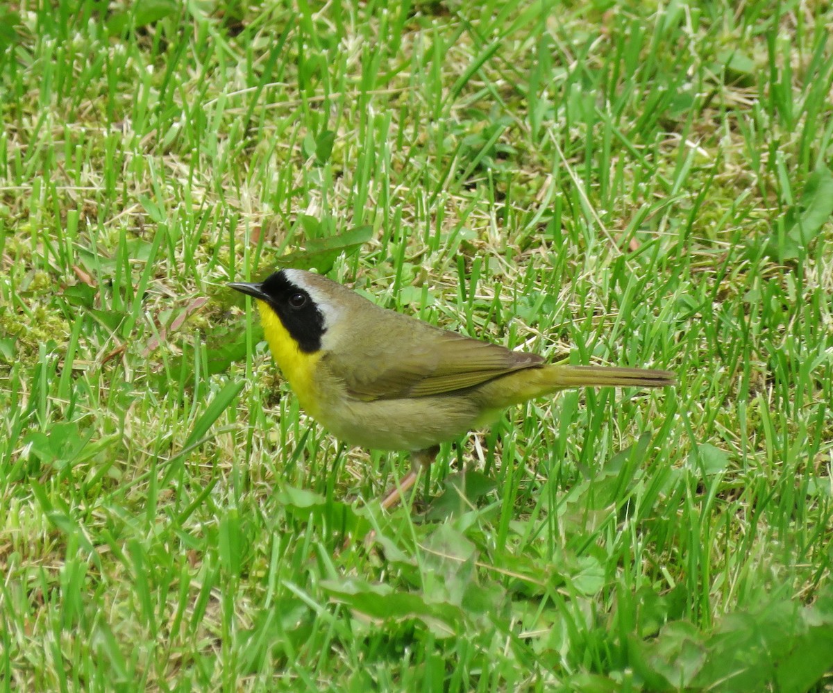 Paruline masquée - ML161781051