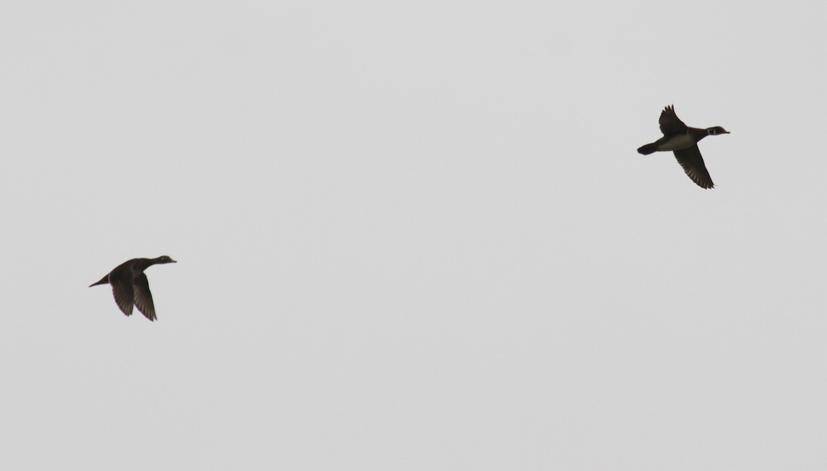 brudeand - ML161781491