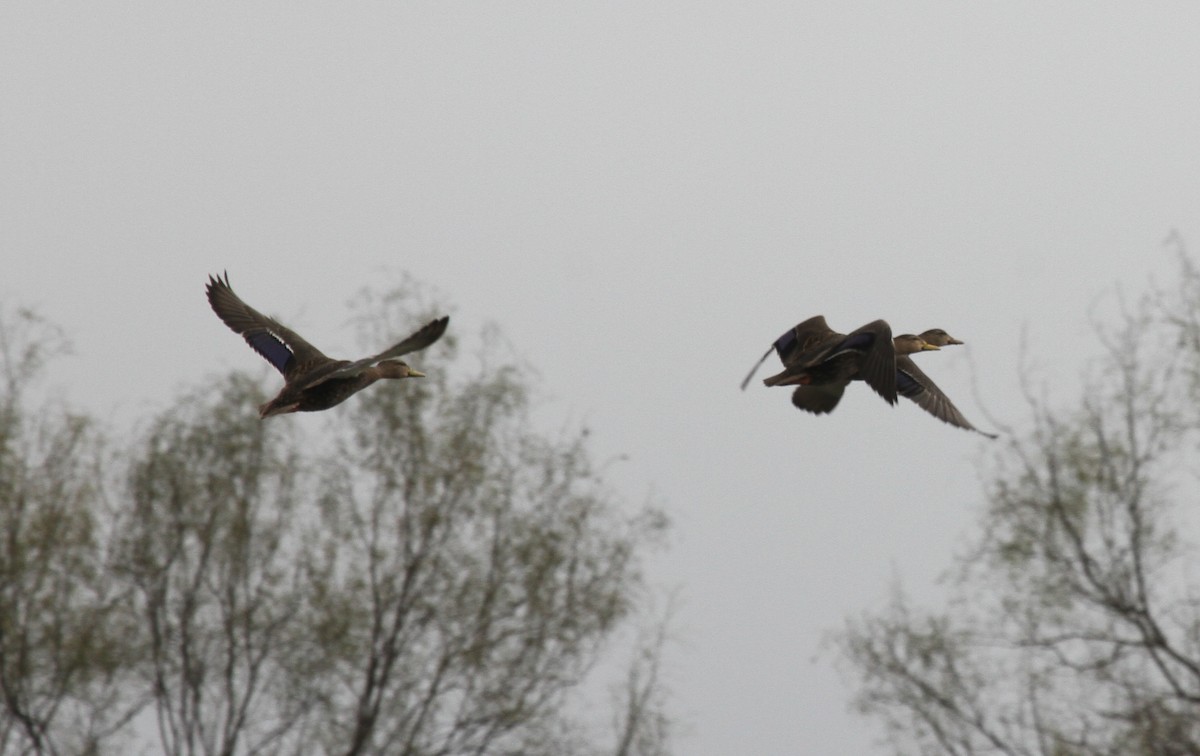 mexicoand - ML161781571