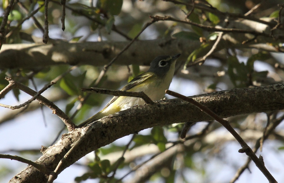 Blue-headed Vireo - ML161782371