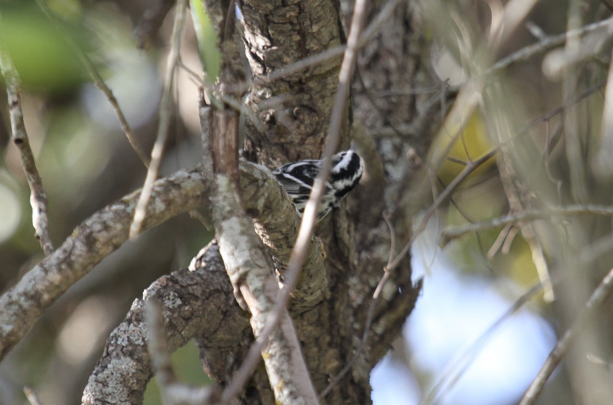 Black-and-white Warbler - ML161782401