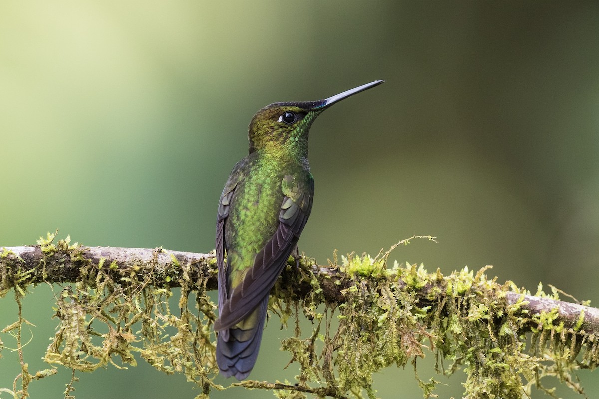 Violet-fronted Brilliant - Stefan Hirsch