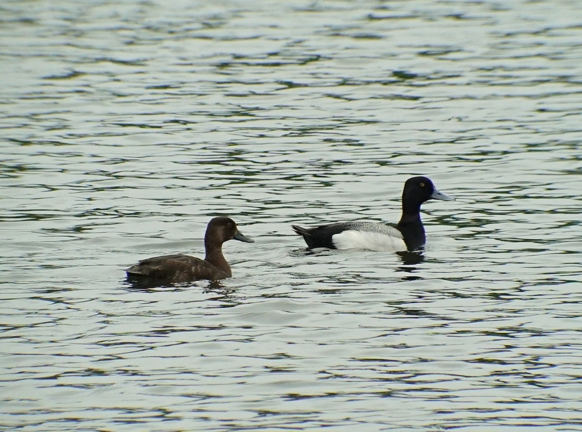 Greater Scaup - Richard Smethurst