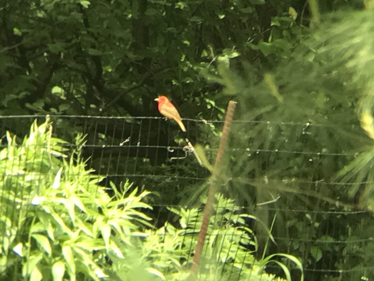 Summer Tanager - Ryan Mandelbaum