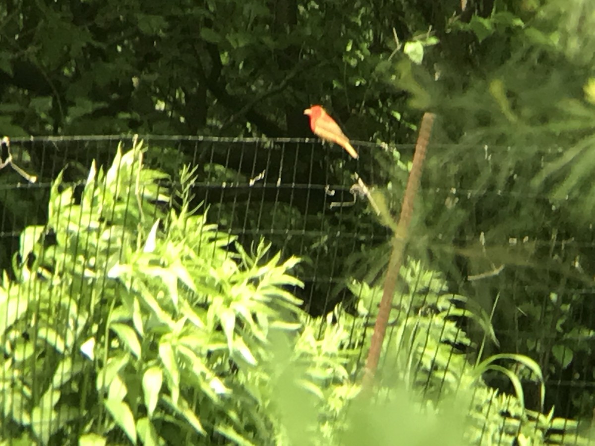 Summer Tanager - Ryan Mandelbaum