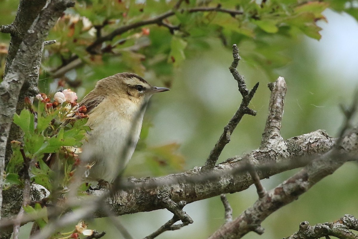 Sedge Warbler - ML161788291