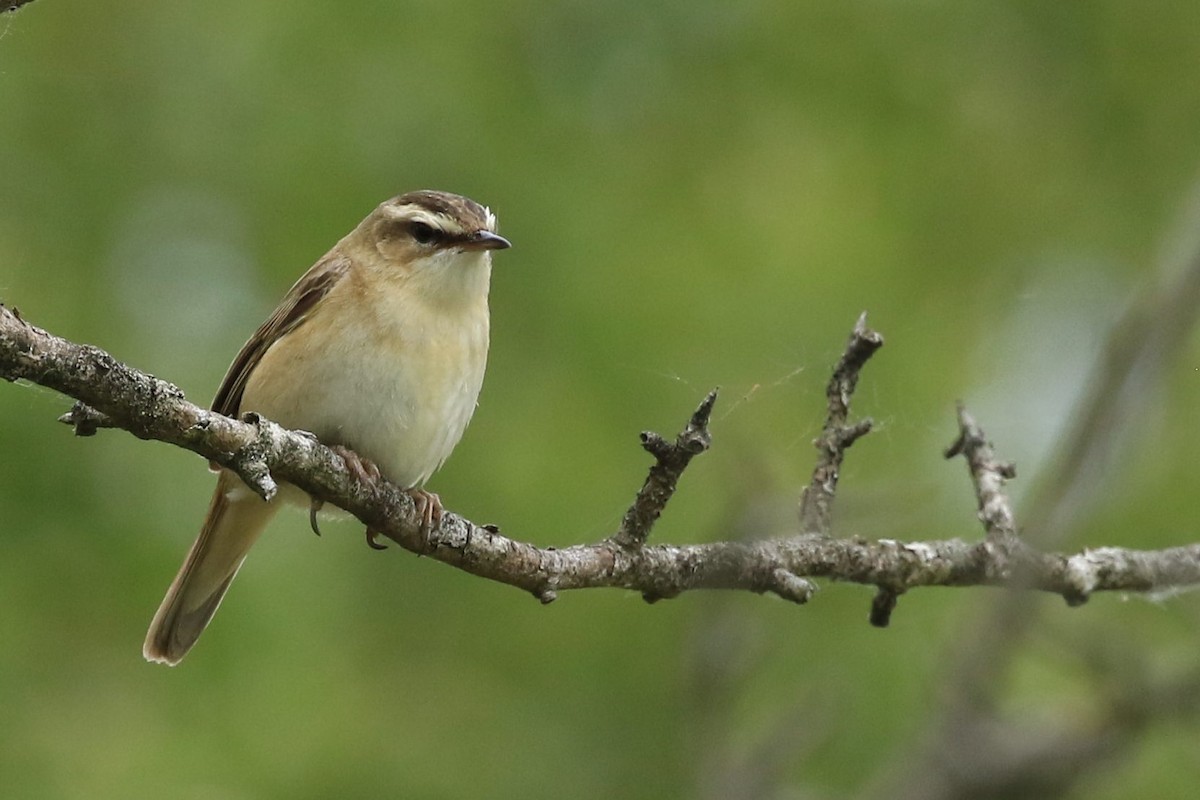 Sedge Warbler - ML161788311