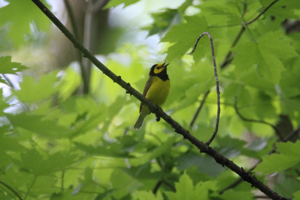 Hooded Warbler - Patrick Sysiong