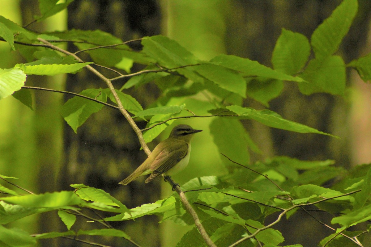 וידאו אדום-עין - ML161790421