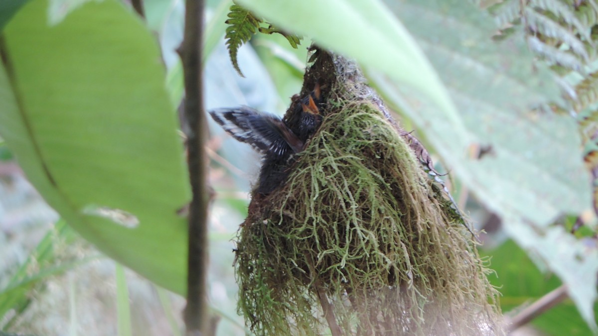 Hoary Puffleg - ML161791681