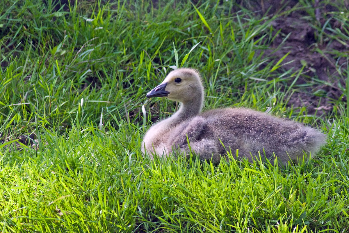 Barnacla Canadiense Grande - ML161792021