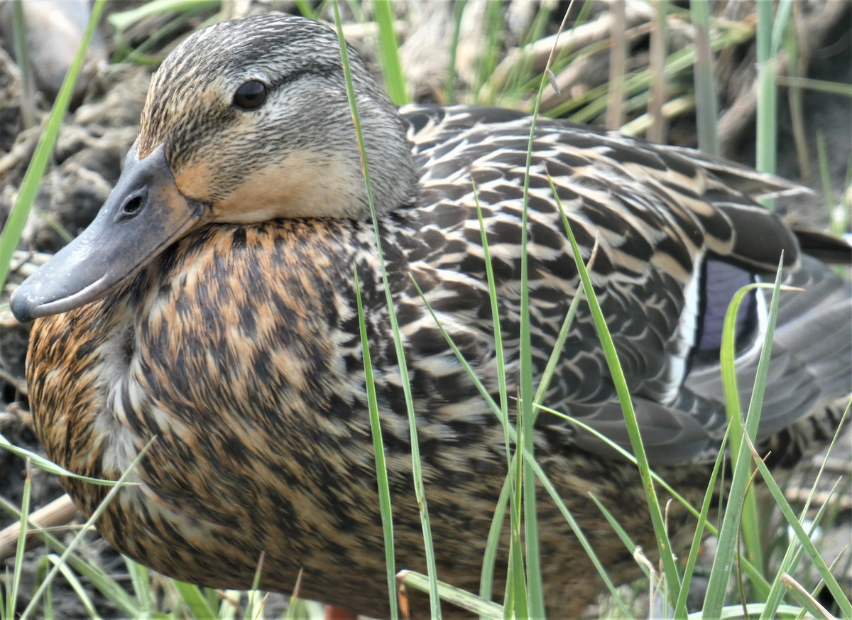 Mallard - ML161792291