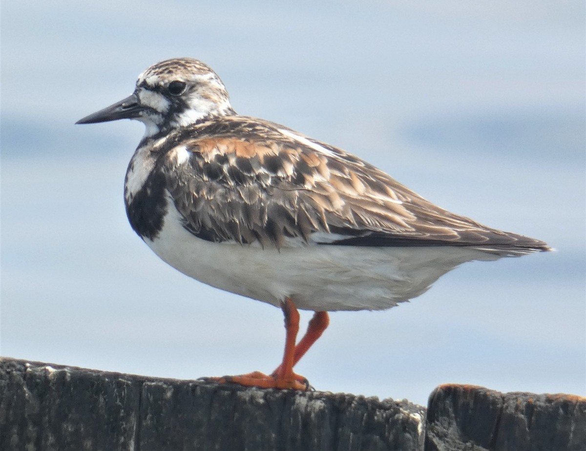 Ruddy Turnstone - ML161793031