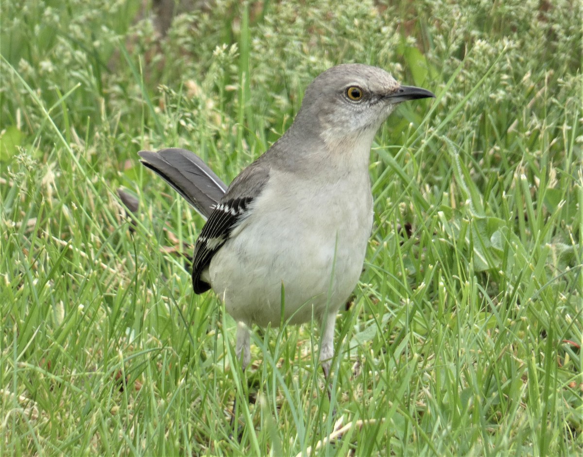 Northern Mockingbird - ML161793411
