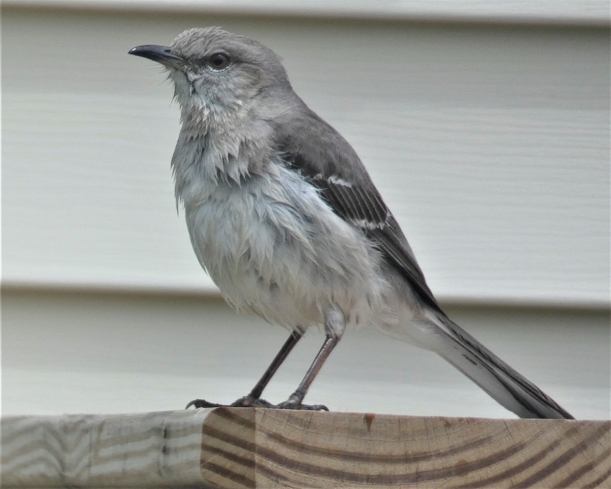 Northern Mockingbird - ML161793441