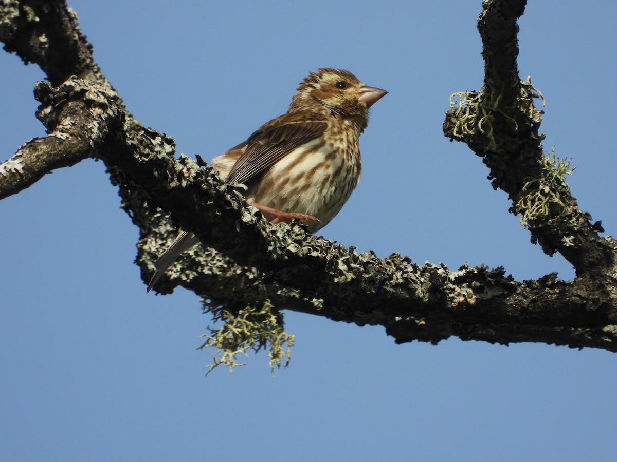 Purple Finch - Sean McHugh