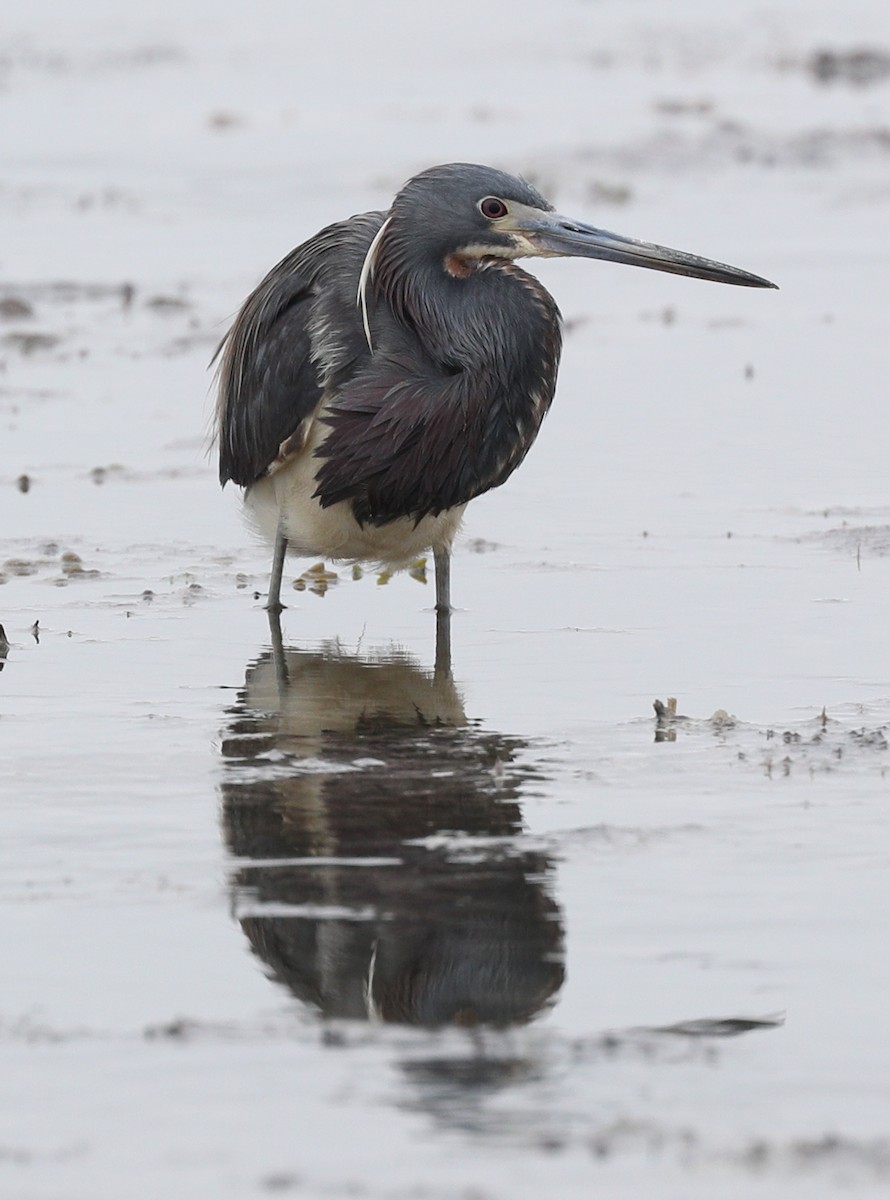 Tricolored Heron - ML161797411