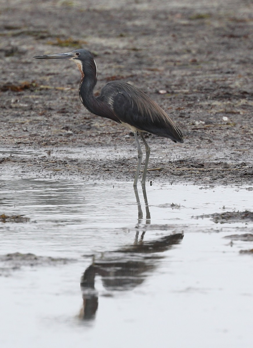 Tricolored Heron - ML161797461