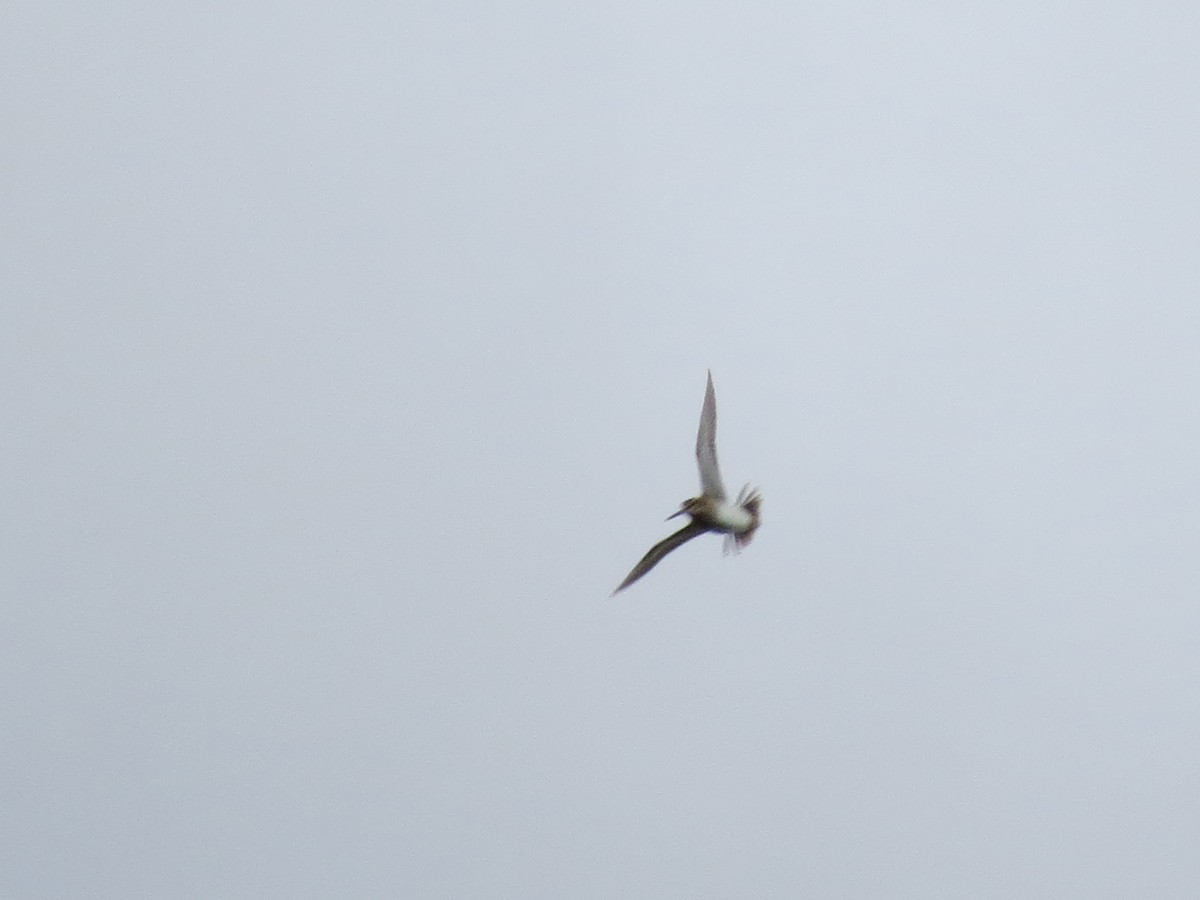 Wilson's Snipe - ML161797921