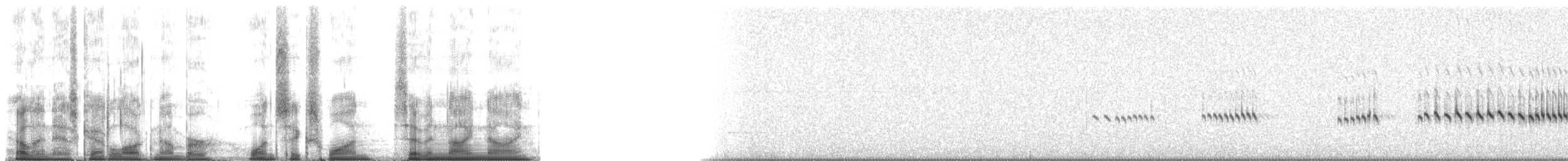 Australian Black Field Cricket - ML161799