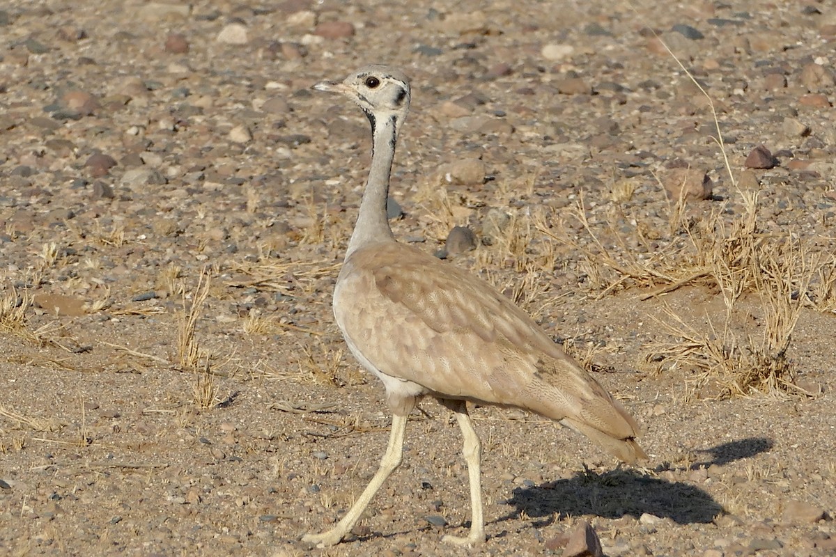 Rüppell's Bustard - ML161799901