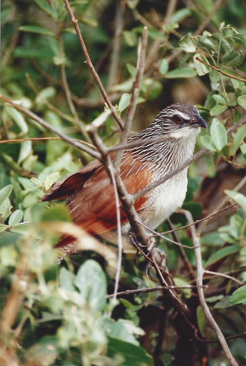 White-browed Coucal - Barbara Clise