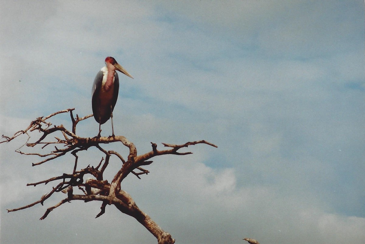 Marabou Stork - ML161800441