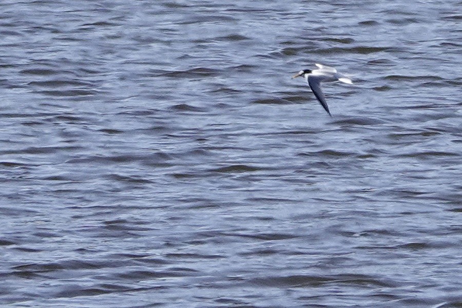 Little Tern - ML161801101