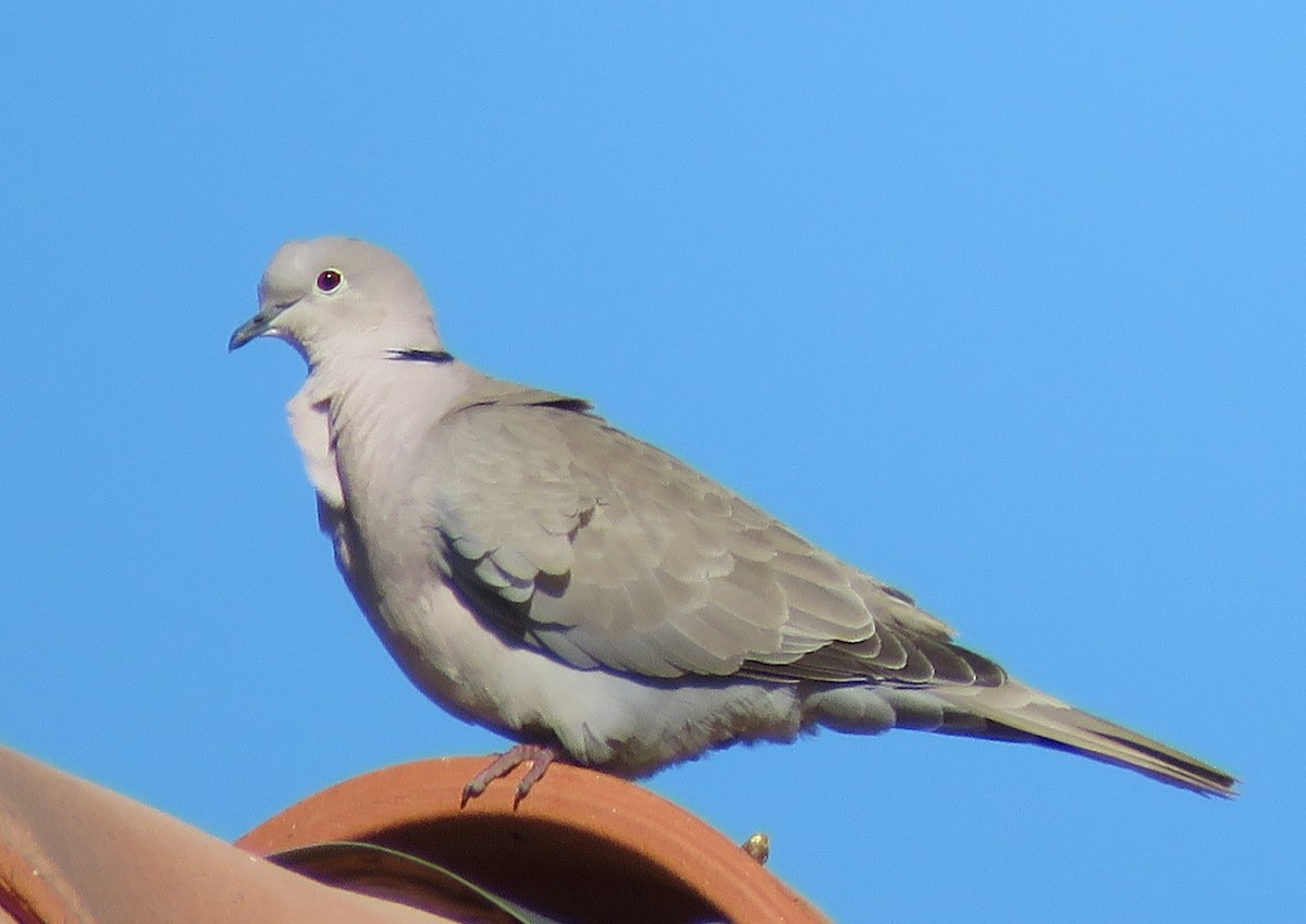 Eurasian Collared-Dove - ML161802401