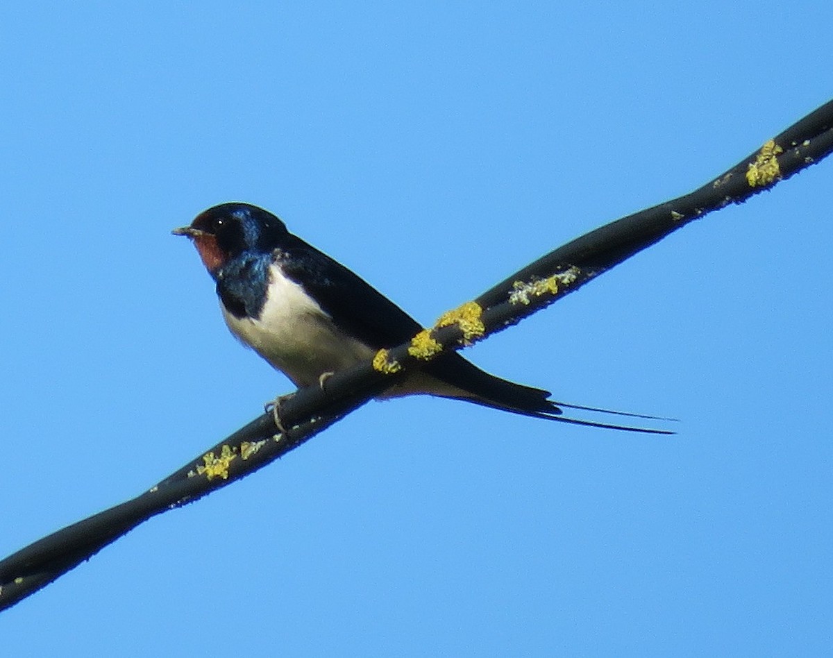 Barn Swallow - ML161802711