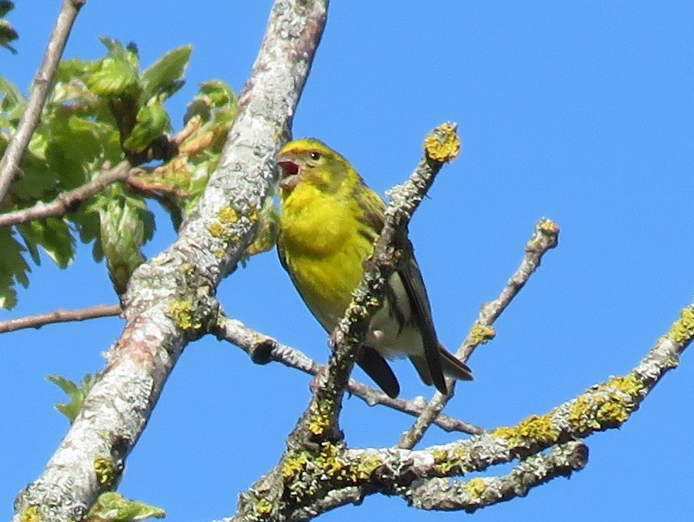 European Serin - ML161803551