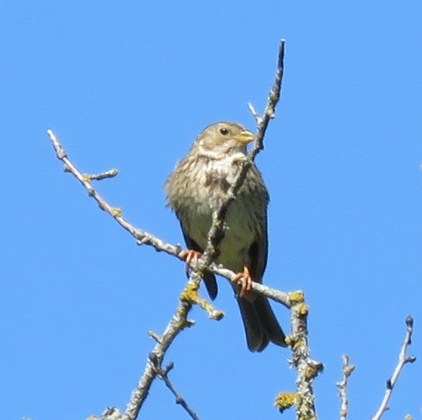 Corn Bunting - ML161806541